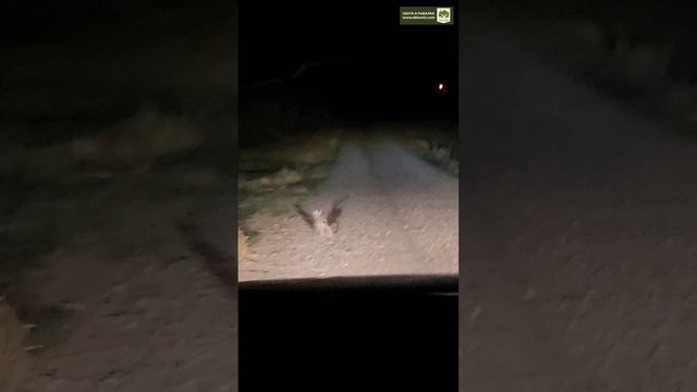 Заяц встретился пути смотреть онлайн