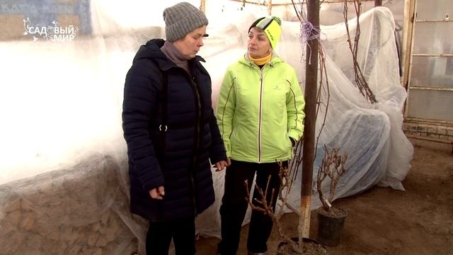 Посадите виноград в теплице - созревает быстрее! смотреть онлайн