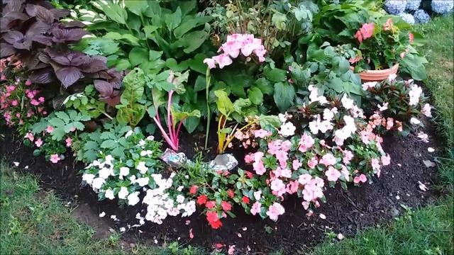 Garden Tour of 'My Love' Gladiolus and other New Blooms of July Lady Wisdom Speaks Garden смотреть онлайн