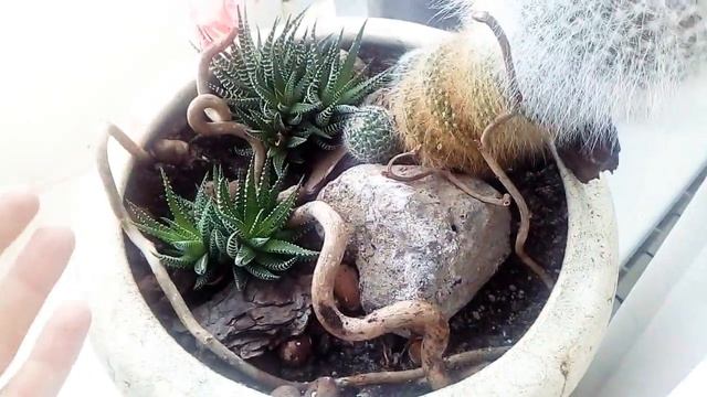 Минисадик из сукулентов смотреть онлайн