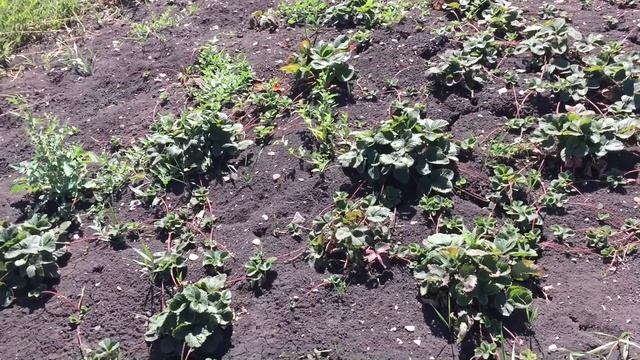 Купили хороший дом в деревне.Полный обзор участка. смотреть онлайн