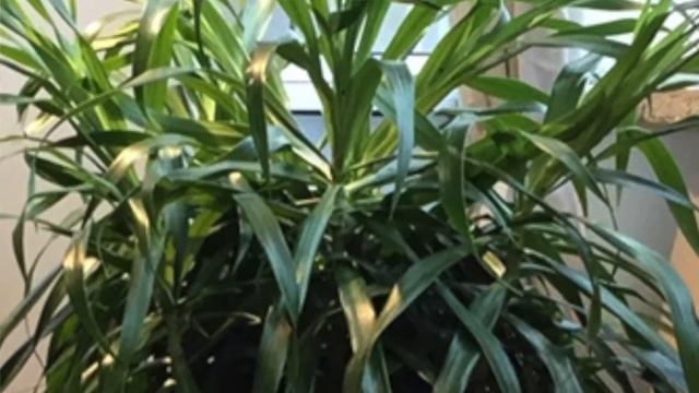 (Dracena Reflexa ''Anita") Dicas fáceis e rápidas: como cuidar, como regar e como usar no paisagism смотреть онлайн