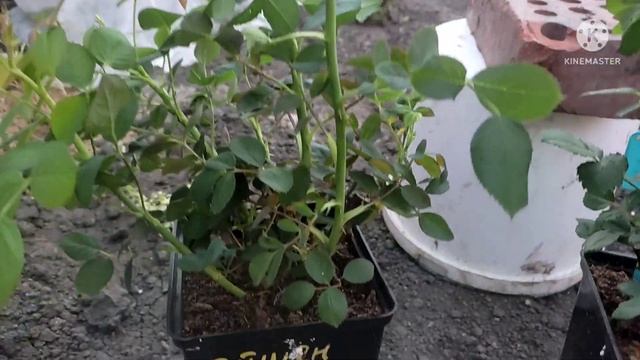 Посылочка с розами зкс от Марии Харченко, питомник Мэри Роузес? смотреть онлайн