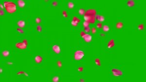 Хромокей- Футаж лепестки роз Chromakey- Footage rose petals