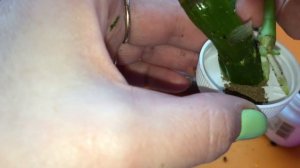 РАЗМНОЖЕНИЕ ДЕНДРОБИУМА НОБИЛЕ часть 4. Пересадка деток дендробиума в домашних условиях в грунт.