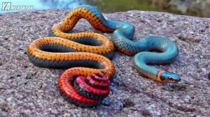 Малайский, или голубой крайт.  Очень опасная змея!