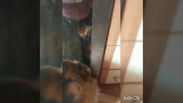 Ставим ушки на макушке смотреть онлайн