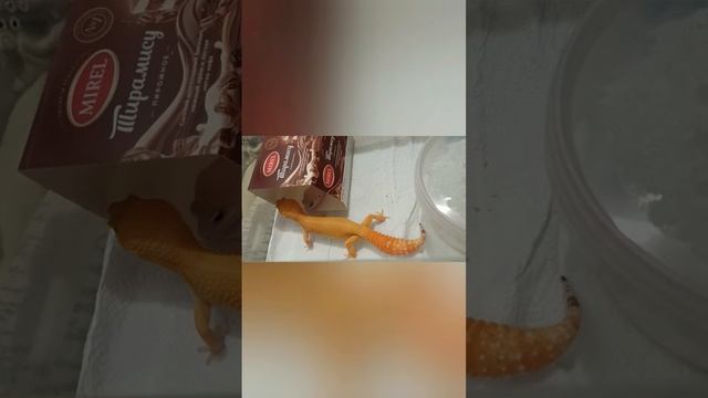 вот и наши секретики с Сильвер?? #рекомендации #змея #snake #рептилии #рептилия #reels #эублефар смотреть онлайн