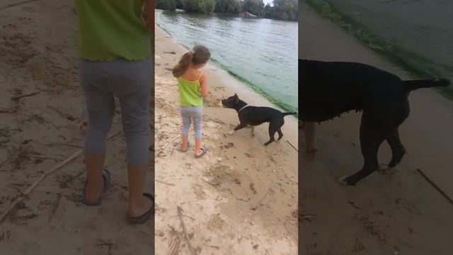 Стафтерьер и Ника. Гуляем на зеленом море)) смотреть онлайн