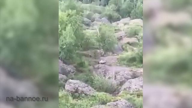 Подборка встреч с медведями на курорте Банное (Башкирия) смотреть онлайн