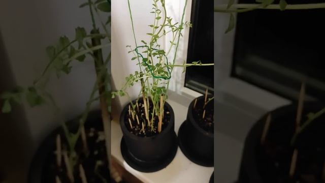 дед артьом посадил горох! нут выращивает в домашних условиях на кухне готовый вариант для подвязки смотреть онлайн