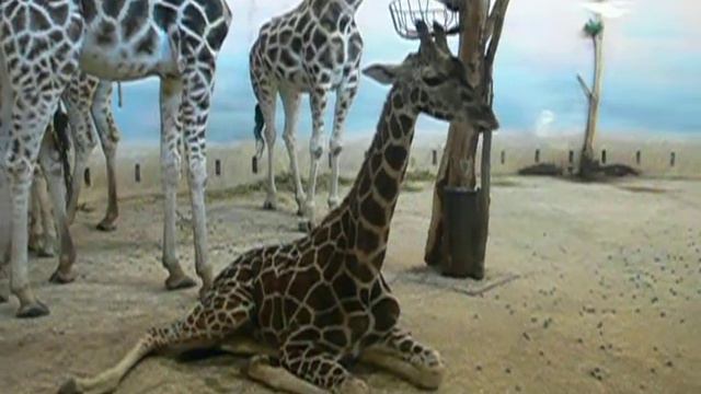 Жирафики смотреть онлайн