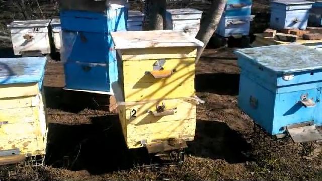 Подготовительные работы по созданию семей- медовиков (15.04.2015 г.) смотреть онлайн