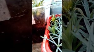 Гвоздика "ШАБО."Королева гвоздик.)))Черенкование и анализ черенков.