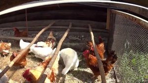 Что делать если курицы дерутся