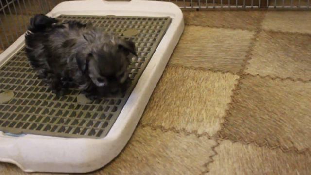 12.12.2012 TSVET HIBIN kennel смотреть онлайн