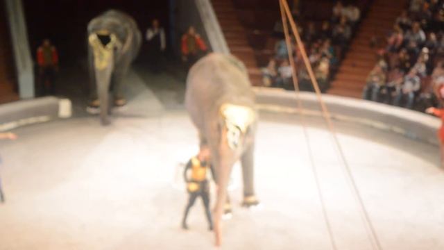 Шоу слонов великанов! кемеровский цирк! смотреть онлайн