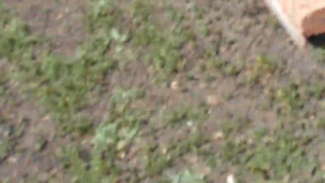 Отравление пчел (29.04.2020г)