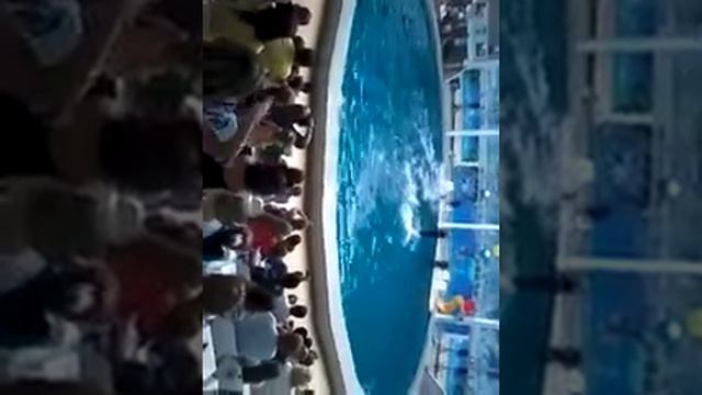 прокатились на белых касатках смотреть онлайн