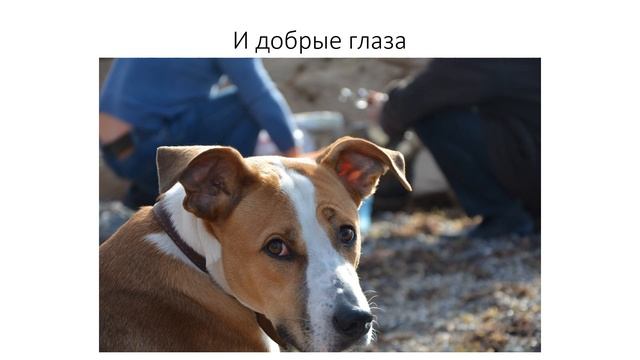 Проект Мой Домашний Питомец Величко С смотреть онлайн