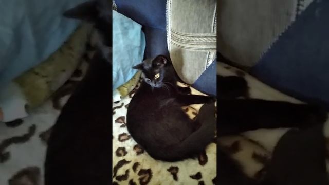 Откуда появились кошки и какие самые опасные породы смотреть онлайн