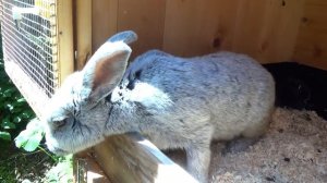 Крольчата серебро. Кролики БСС, разведение кроликов, серебристый кролик -  кролиководство,  лпх