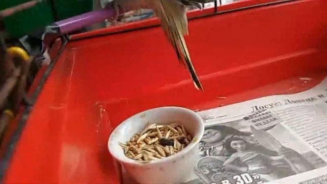 Мой новый друг(попугай)+как ухаживать за попугаем смотреть онлайн