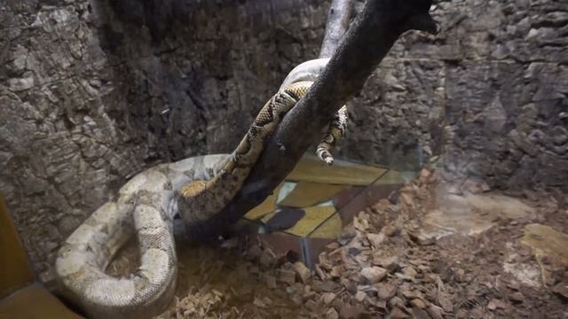 Удав обыкновенный. смотреть онлайн