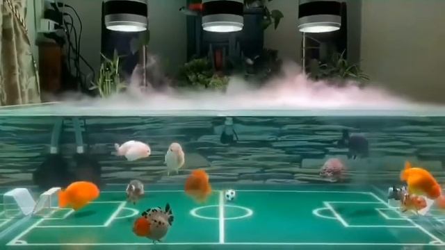 Золотые рыбки играют в футбол смотреть онлайн