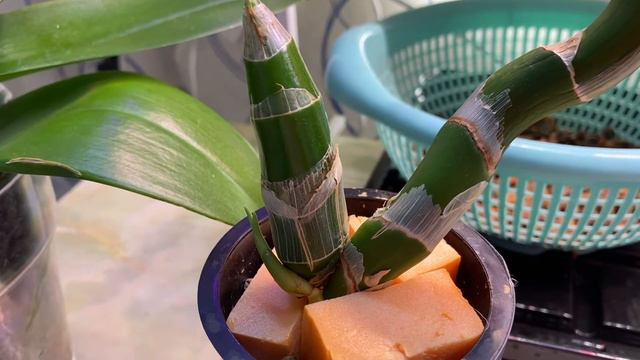 Счастливая Кошка ☺️☀️ # 97 смотреть онлайн