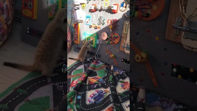 Сурикат Пряня.Играет.Солнце печёт.жестьШОК смотреть онлайн