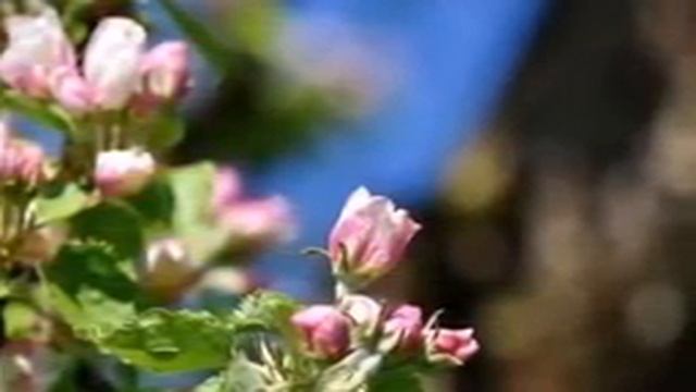 ПОГОДА: В Баку будет до 27 градусов тепла смотреть онлайн