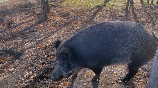 ЛОСИНАЯ БИОСТАНЦИЯ | ЛОСИНЫЙ ОСТРОВ