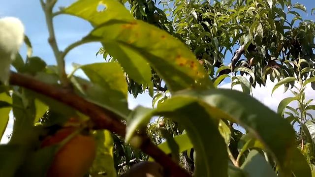 Προσβολή δένδρων νεκταρινιάς από Κορύνεο [Stigmina carpophila (Lev.) M.B. Ellis] στα φύλλα смотреть онлайн