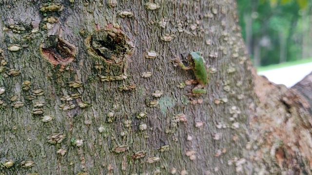 Green Tree Frog on Magnolia Tree-Found on Eastern Coast , USA смотреть онлайн