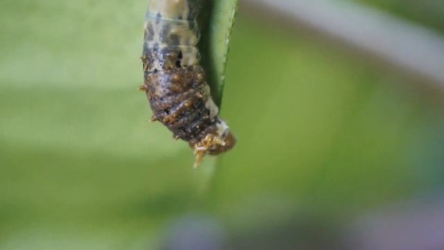 Sony A33 with Raynox DCR 250 on kit lens (Macro) смотреть онлайн