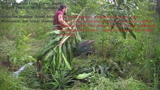 Day 38 of New Year's Planting - Java Cotton didn't start in Java, and Barbary figs don't have beard смотреть онлайн
