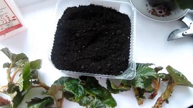 КАК черенковать БЕГОНИЮ ЭЛАТИОР. Begonia Elatior смотреть онлайн