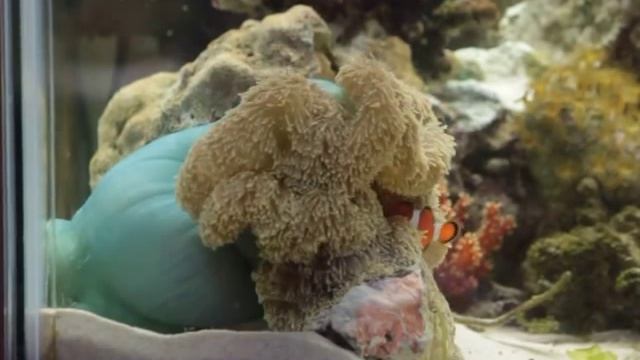 актиния ест бычка смотреть онлайн