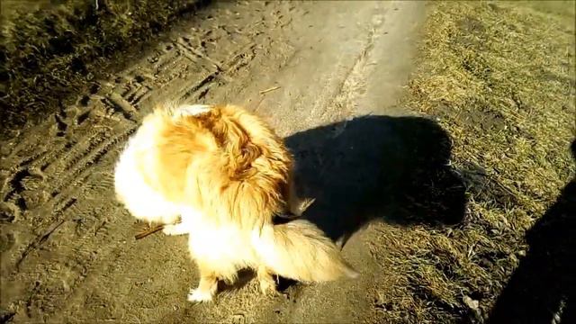 Щенок колли на весеннем солнышке смотреть онлайн