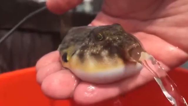 А вы тоже думали, что фугу надувается? Оказывается напивается)))