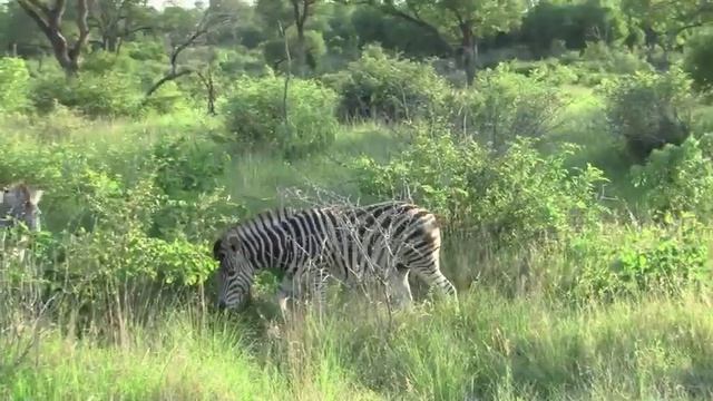 Lions, Elephants, Giraffes, Oh My! смотреть онлайн