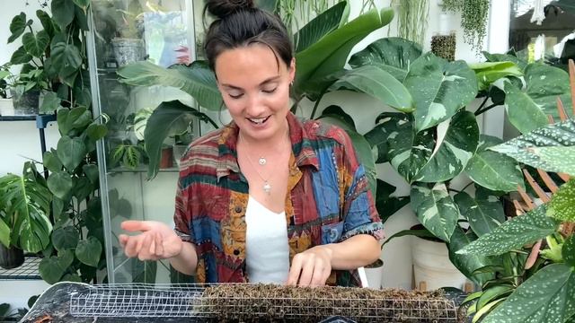 Trellising, Repotting, Moss Pole Making + Chatty Plant Chores 🌿