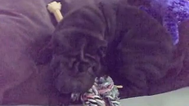 sharpei;nymphy смотреть онлайн