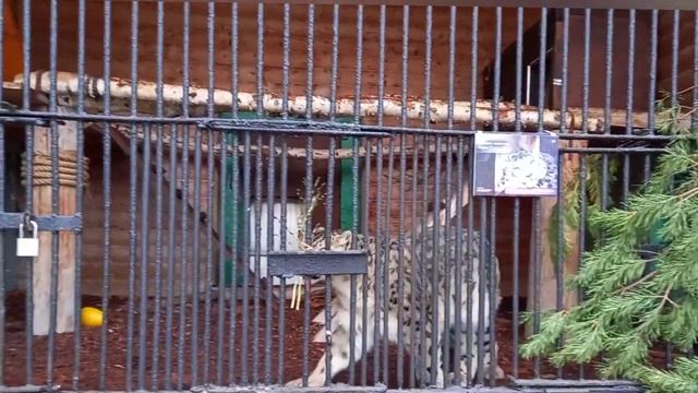 ЛЕНИНГРАДСКИЙ ЗООПАРК в САНКТ-ПЕТЕРБУРГЕ ОБЯЗАТЕЛЬНО ПОСЕТИТЕ смотреть онлайн