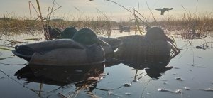 НА ЭТОМ БОЛОТЕ ПОЛНО ДИКИХ УТОК.