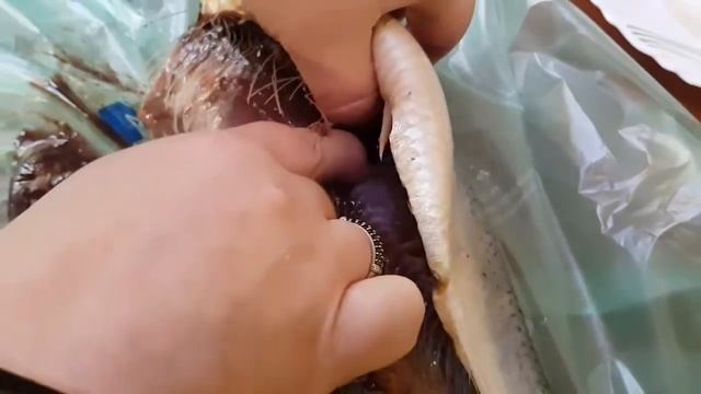ЧЕТВЕРГ РЫБНЫЙ ДЕНЬ \\ МАСТЕР КЛАСС ПО РАЗДЕЛКЕ СЕЛЕДКИ смотреть онлайн
