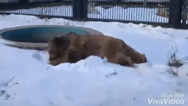 зоопарк медведи видео 1 смотреть онлайн