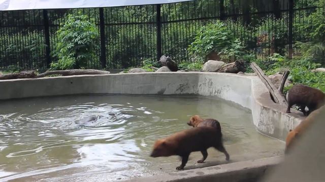 Бассейн, деревяшка и собаки смотреть онлайн