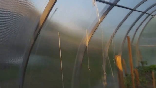 Шпалеры в теплице . Подвязка помидор . Вау способ , без узлов ))) смотреть онлайн